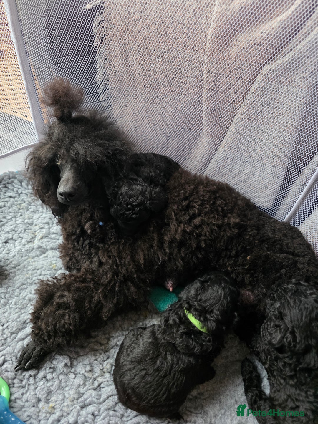 Miniature Poodle dogs for sale: Miniature Poodle Puppies – KC Registered - Advert 9