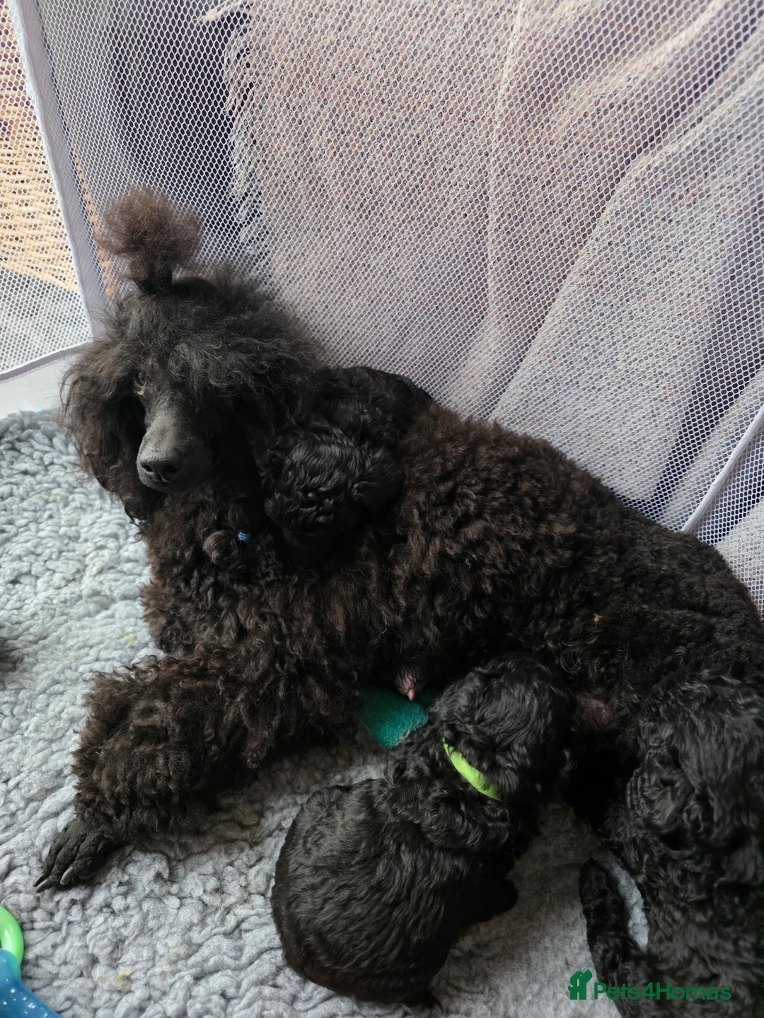 Miniature Poodle dogs for sale: Miniature Poodle Puppies – KC Registered - Advert 10