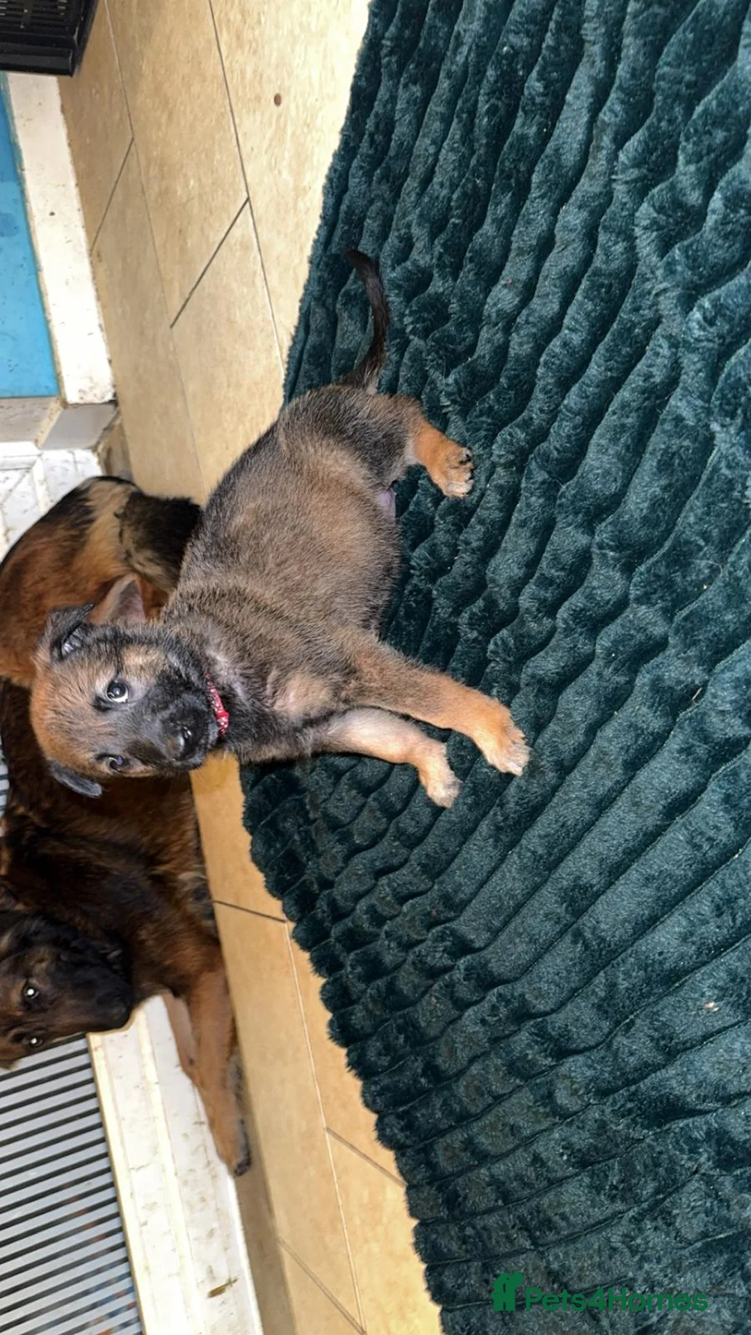 Belgian Shepherd Dog dogs for sale: Belgium malinois puppies  - Advert 12