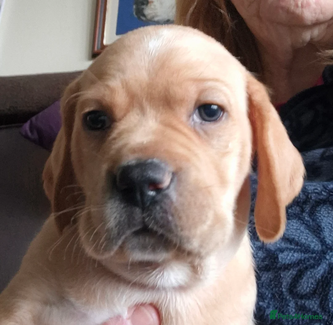 Pointer dogs for sale: Portuguese pointer puppies for sale - Advert 3