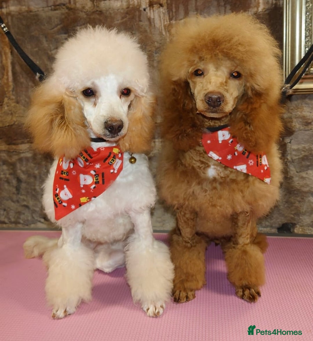 Toy Poodle dogs for sale: Toy poodle puppies ready now. Aberdeenshire - Image 32