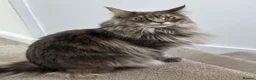 Maine Coon cats for sale: 2 stunning Maine coon kittens for sale  in Ripley - Advert 1