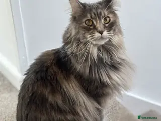 Maine Coon cats 2 stunning Maine coon kittens for sale - Advert 1