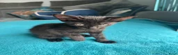 Mixed Breed cats for sale: Beautiful siamese mixed breed black kitten  in Stevenage - Advert 14