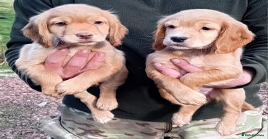 Cocker Spaniel dogs - Advert 8