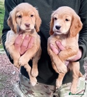 Cocker Spaniel dogs - Advert 7