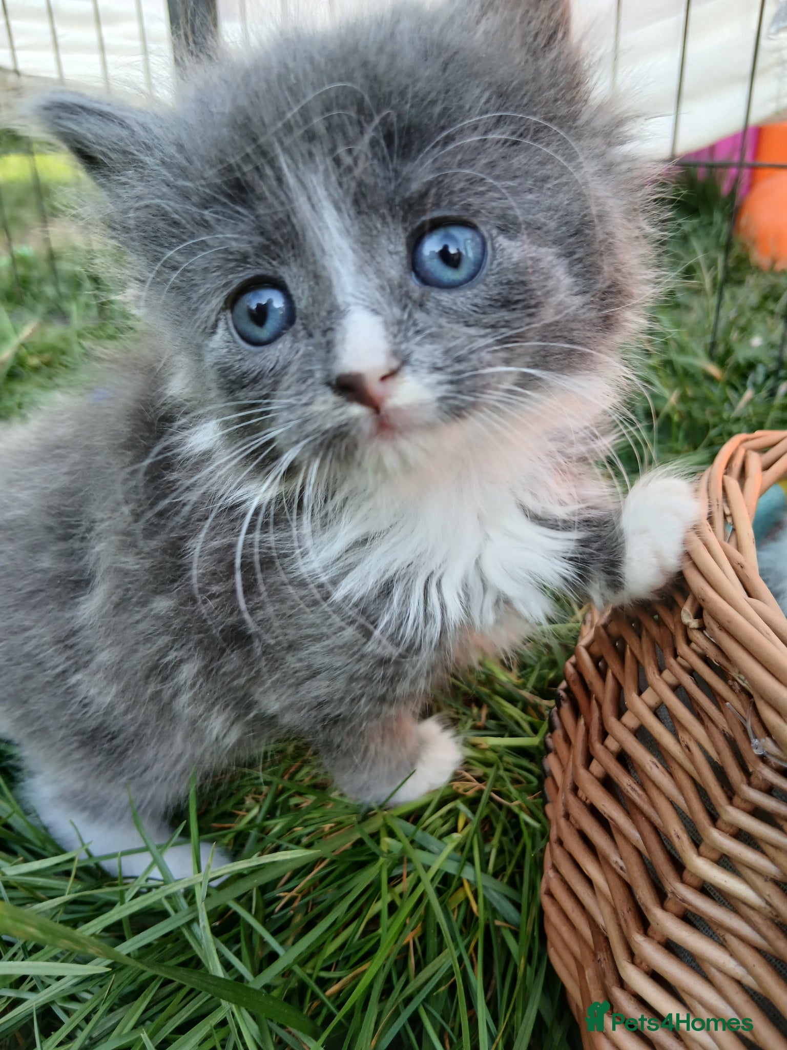 British Longhair cats Stunning british longhair kittens  - Advert 2