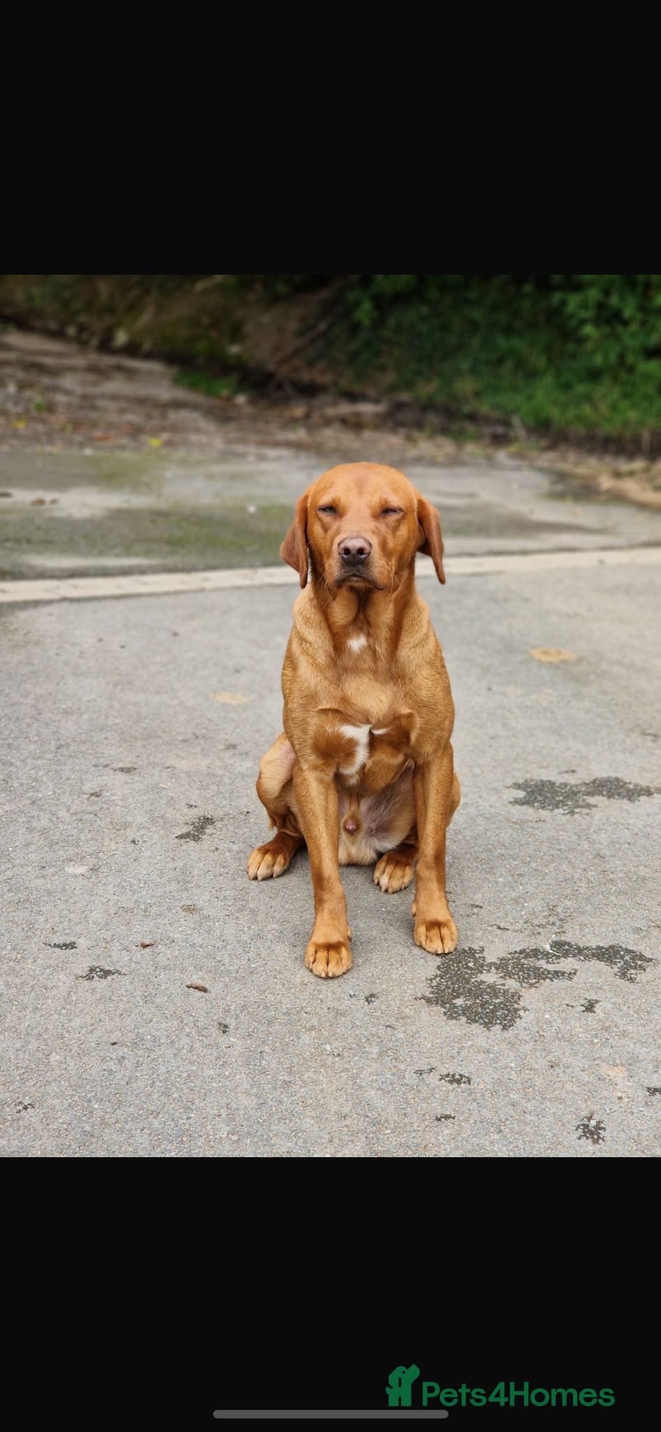 Labrador Retriever dogs Fox Red Labrador’s  - Advert 2
