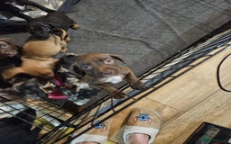 Mixed Breed dogs for sale: Two boys left!  - Advert 5