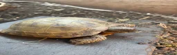 Tortoise reptiles for sale: 2 male horsfield tortoises  - Advert 1
