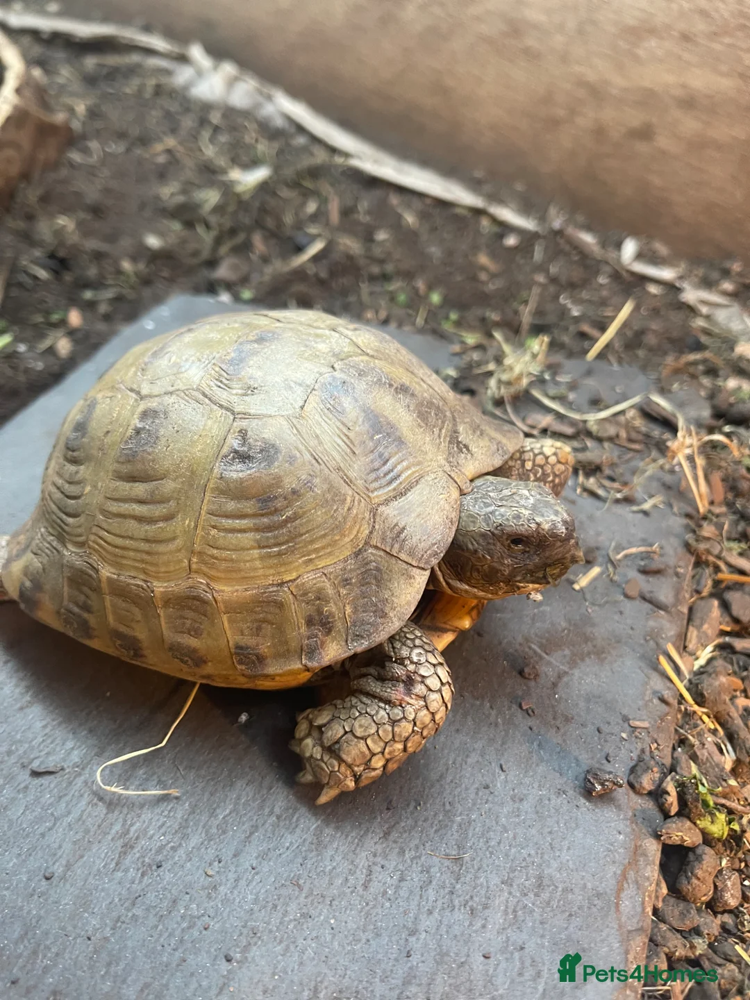Tortoise reptiles for sale: 2 male horsfield tortoises  - Advert 1