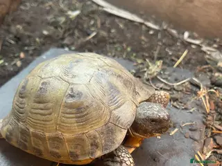 Tortoise reptiles 2 male horsfield tortoises - Advert 1