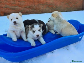 Alaskan Malamute dogs litter of chunky fluffy malamutes - Advert 8