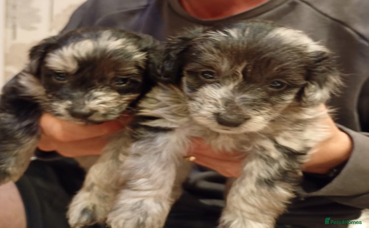 Mixed Breed dogs - Advert 3