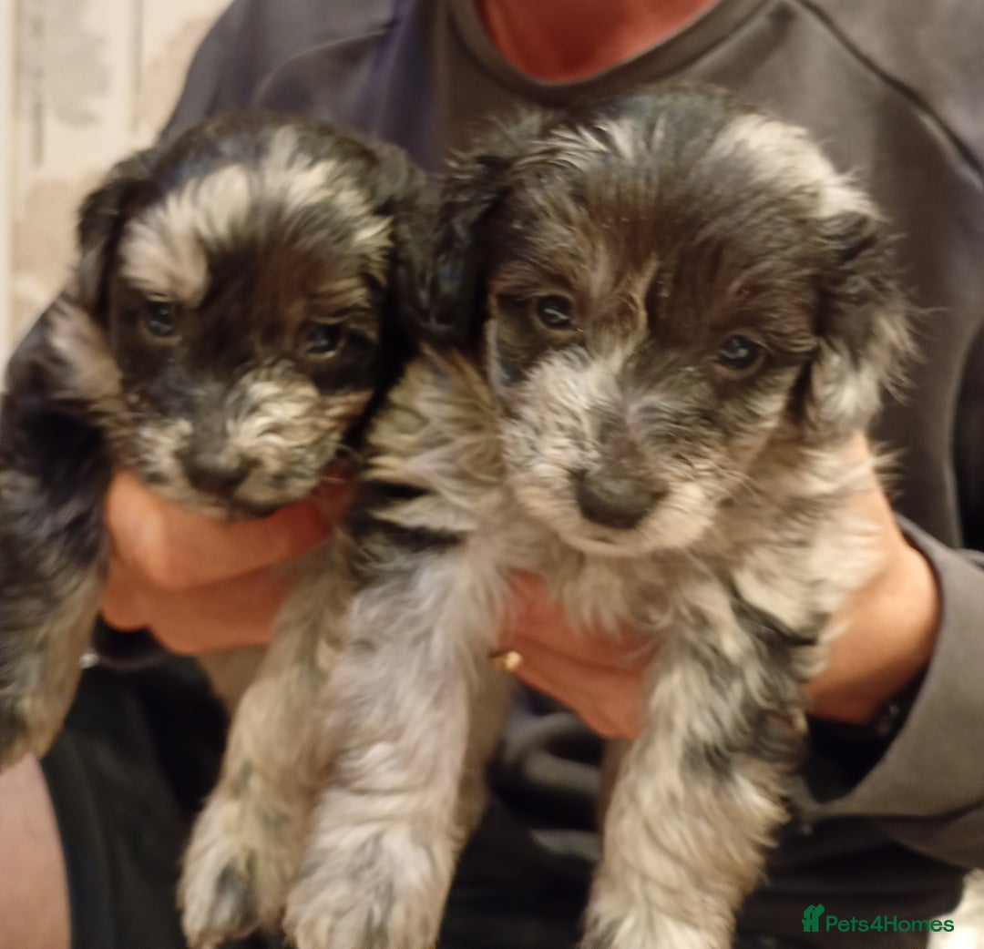 Mixed Breed dogs for sale: Beautiful pomapoo X puppies  - Image 1