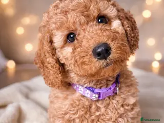 Cockapoo dogs Extensively DNA Heath checked cockapoo puppies - Advert 18