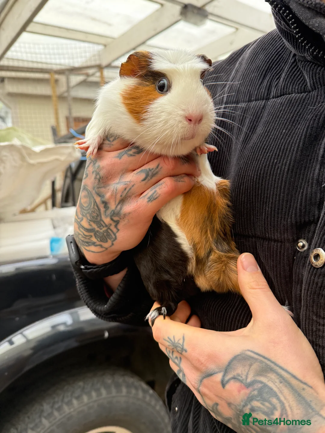 Guinea Pig rodents for sale: 3 Female Guinea Pigs - Advert 5