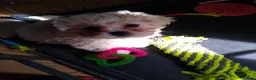 Zuchon dogs for sale: Shichon/Zuchon - Advert 7