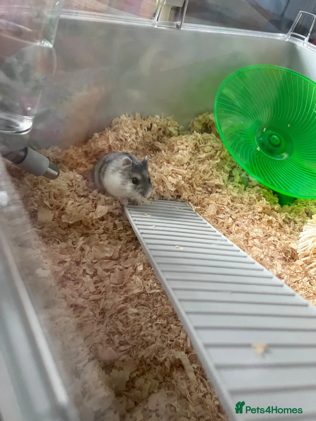 Hamster rodents for sale: Russian dwarf hamster  in Kilmarnock - Advert 4