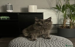 Maine Coon cats for sale: Maine Coon - Image 2