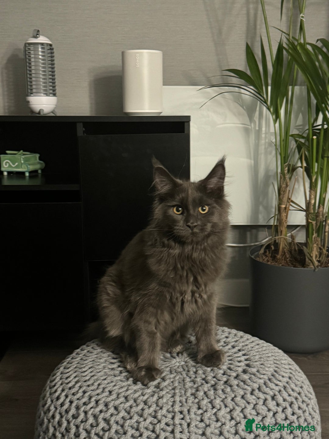 Maine Coon cats for sale: Maine Coon - Image 2