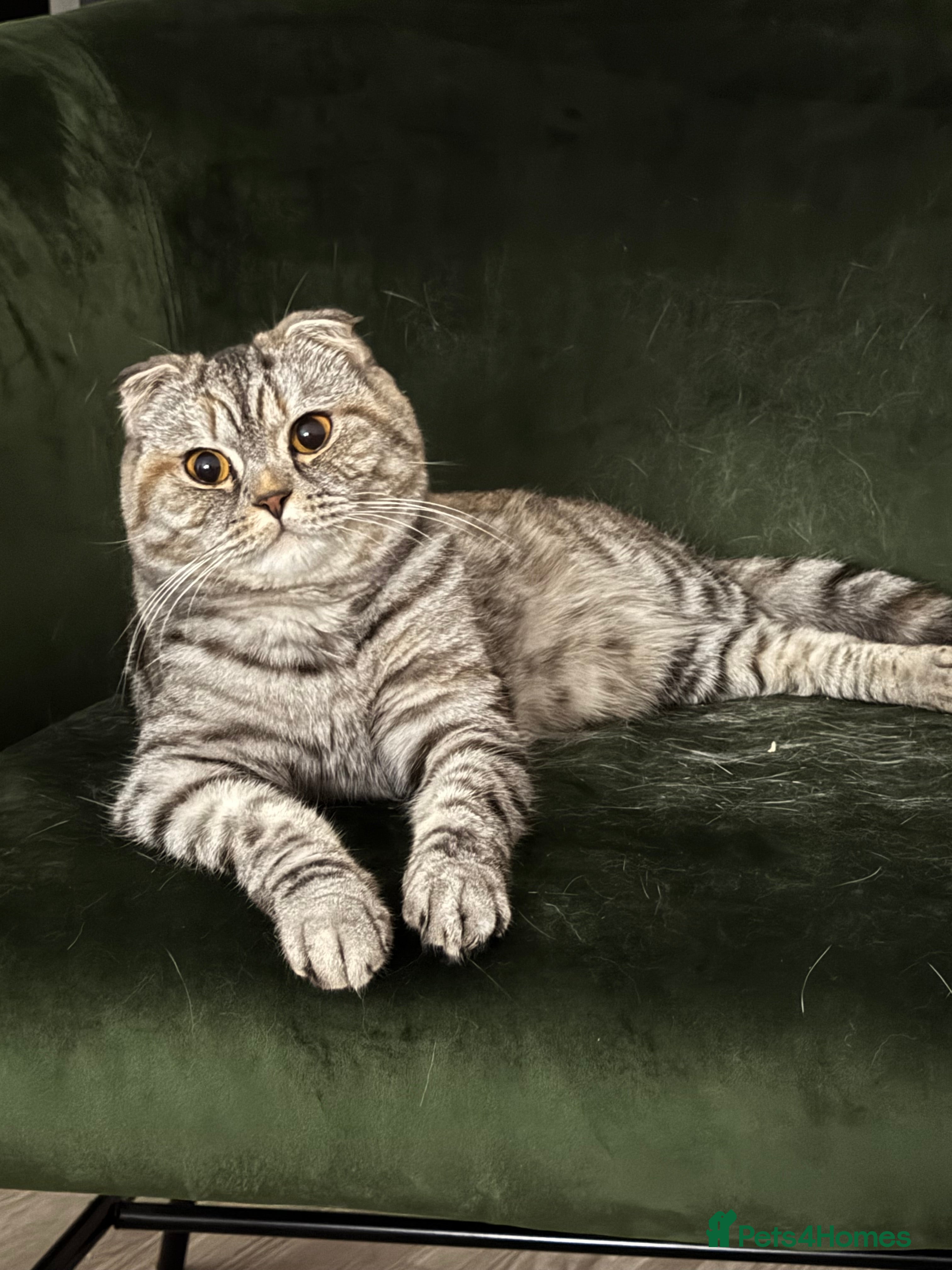 Scottish Fold cats Tia, One year old Scottish fold for sale - Advert 3