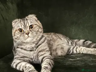 Scottish Fold cats Tia, One year old Scottish fold for sale - Advert 2