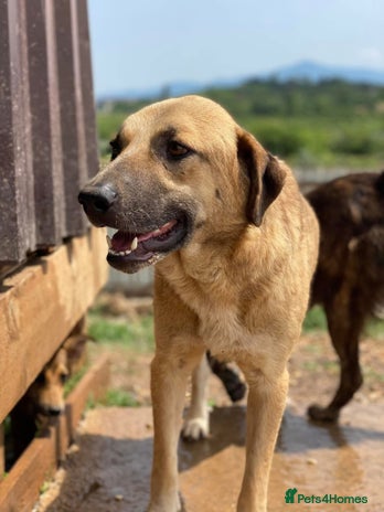 Mixed Breed dogs Sweet & Sensitive Louie, a Dream for a Quiet Home - Advert 3