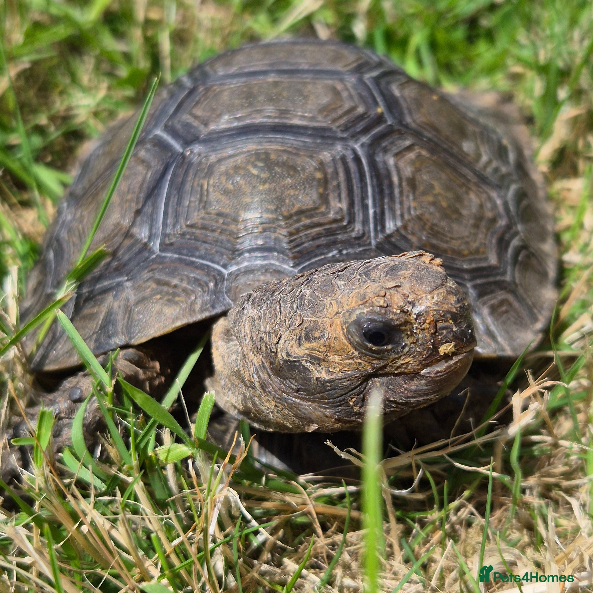 Tortoise reptiles Burmese Brown Mountain Tortoise - Advert 5