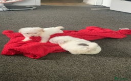 Maltipoo dogs for sale: 4 beautiful maltipoos  - Image 4