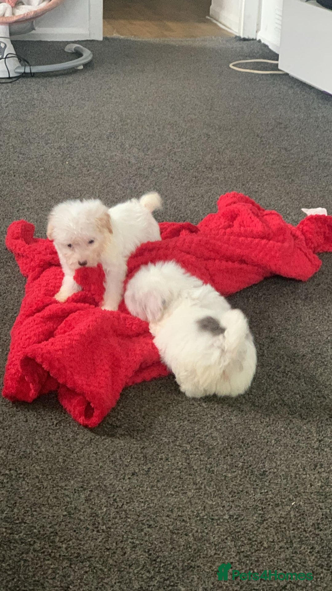 Maltipoo dogs for sale: 4 beautiful maltipoos  - Image 4