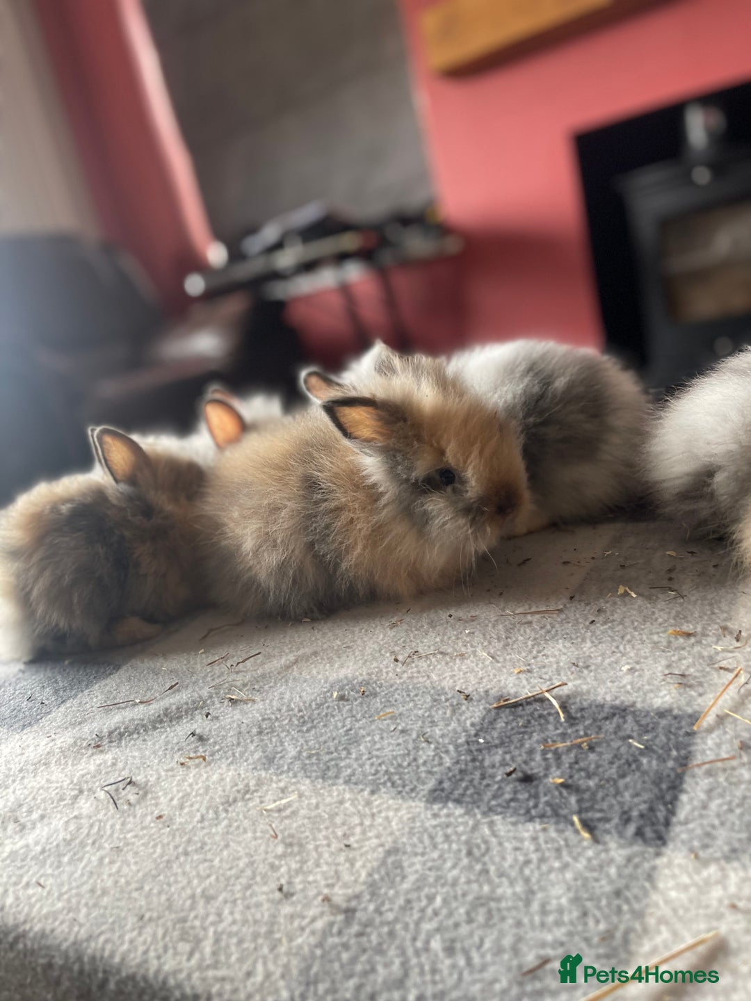 English Lop rabbits for sale: Beauitful Double Mane lop and dwarf double mane in Spalding - Image 6