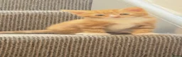 Mixed Breed cats for sale: Kitten - Advert 5