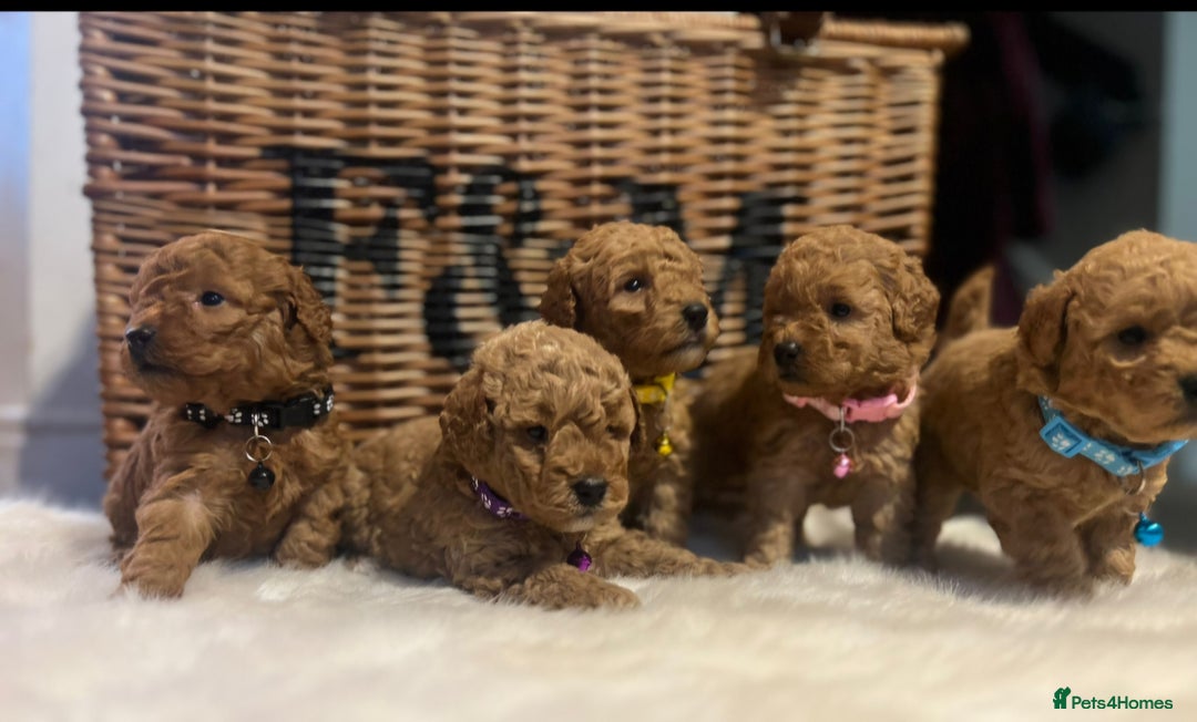 Cavapoo dogs for sale: Double curly coat cavapoo pups - Advert 8
