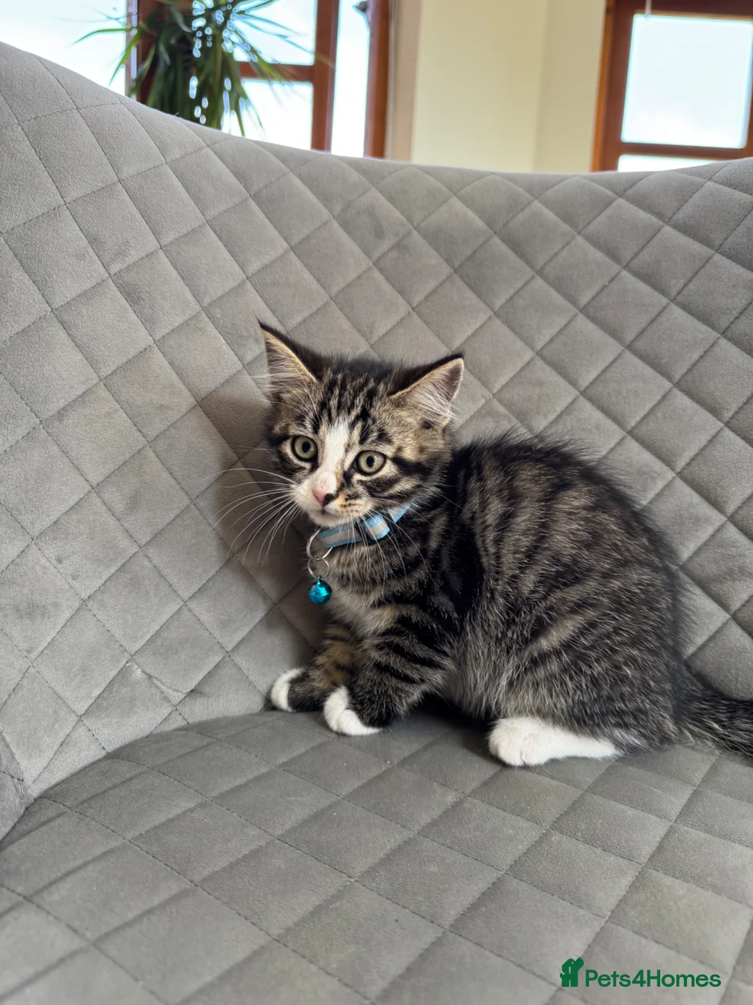 Domestic Shorthair cats for sale: 2 Kittens Available Now in Uckfield - Advert 2