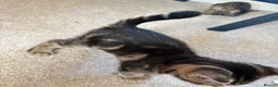 Mixed Breed cats for sale: 4 gorgeous striped black / grey tabby kittens - Advert 14