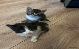 Mixed Breed cats for sale: Kittens available  - Image 13