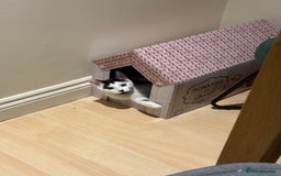 Mixed Breed cats for sale: 2 rescued kittens need a loving home!  - Image 11