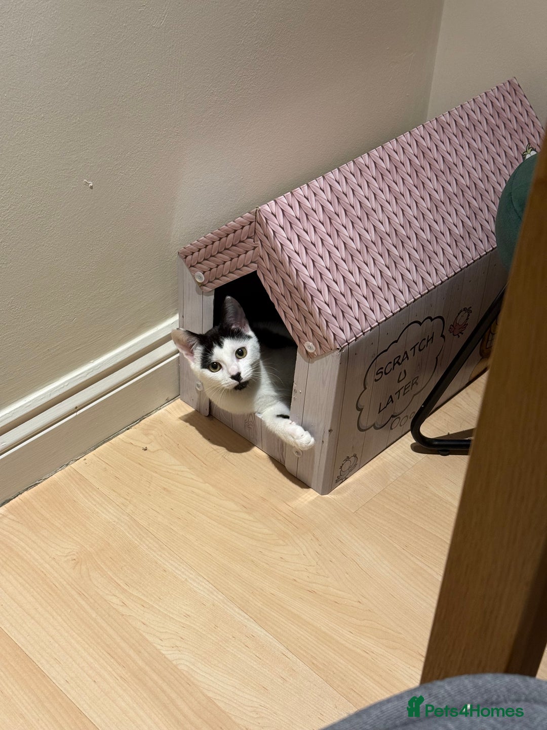 Mixed Breed cats for sale: 2 rescued kittens need a loving home!  - Image 11