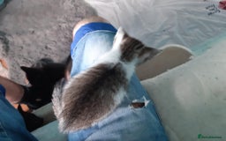 Mixed Breed cats for sale: Very frendly kittens - Image 7