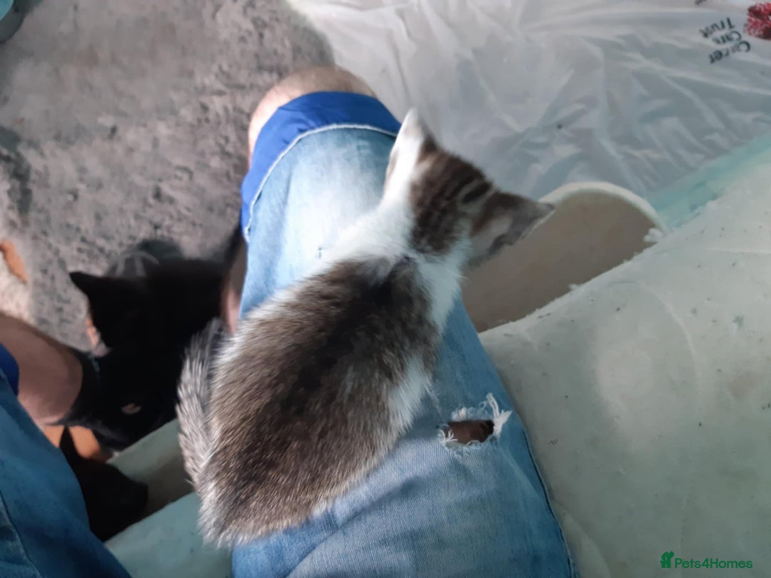 Mixed Breed cats for sale: Very frendly kittens - Image 7