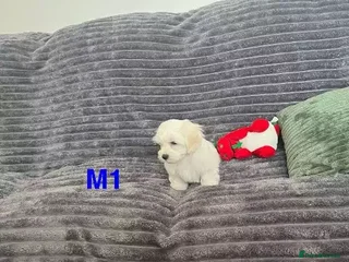 Shih Tzu dogs Shih Tzu puppies - Advert 7