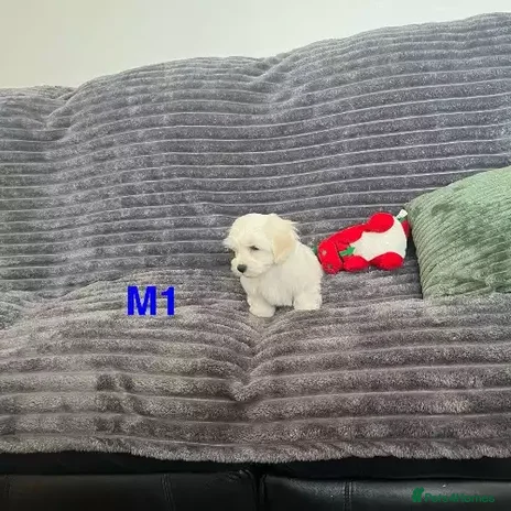 Shih Tzu dogs - Advert 3