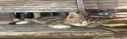 Mixed Breed cats for sale: 3 adorable kittens for sale  - Advert 13