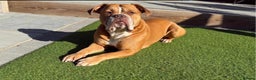 Old Tyme Bulldog dogs for sale: Olde Tyme Bulldogs  - Advert 10