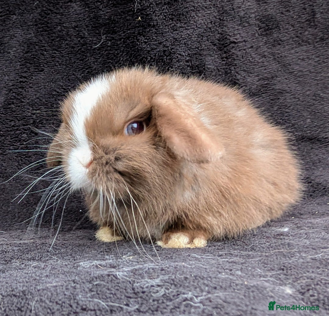 Mini Lop rabbits for sale: ❤️🐰Mini lop bunnies🐰❤️ - Image 11