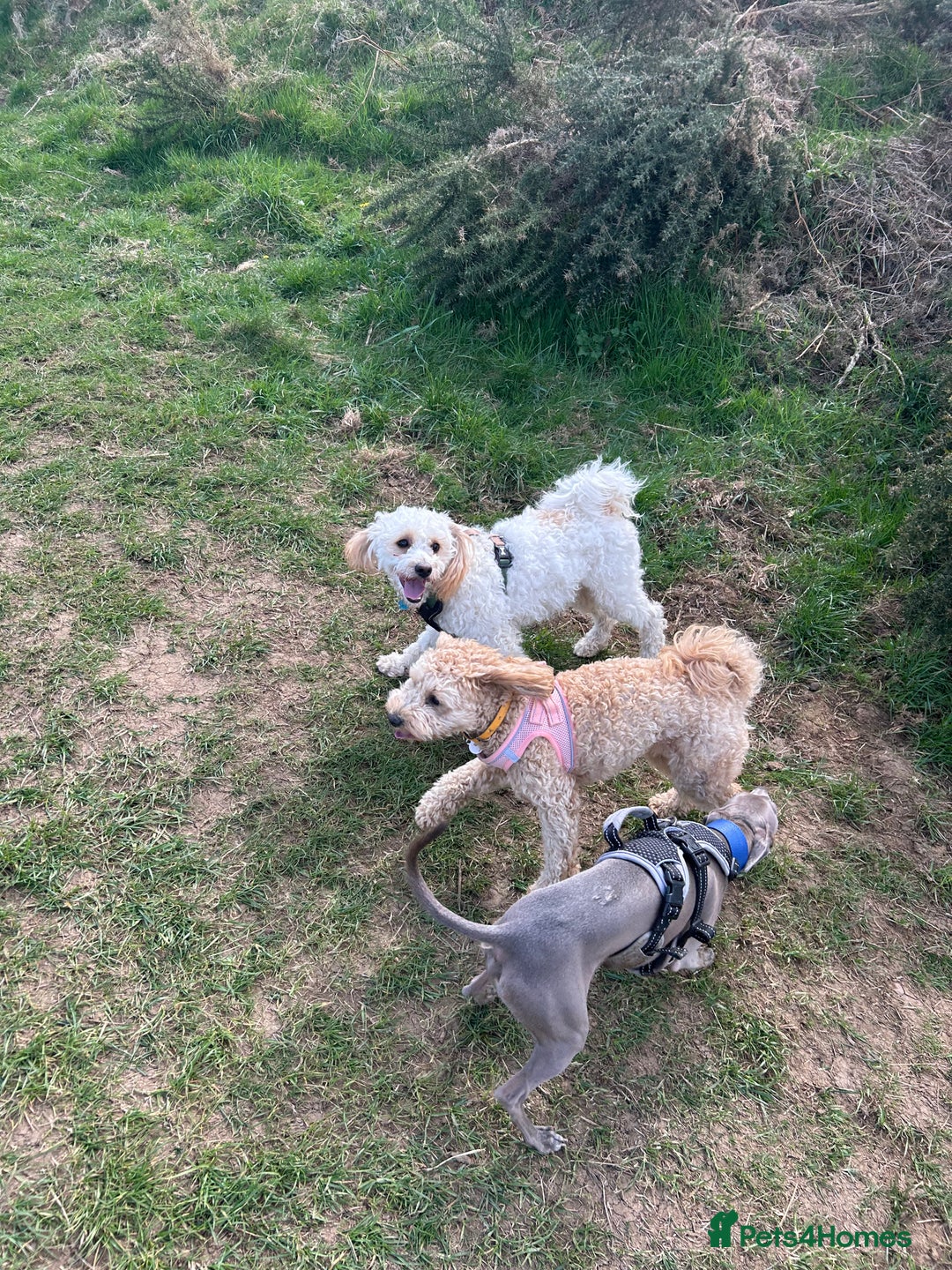 Cavapoo dogs for sale: 1 year old Cavapoo - Image 6