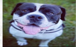 Mixed Breed dogs for sale: The is Frank - Advert 6