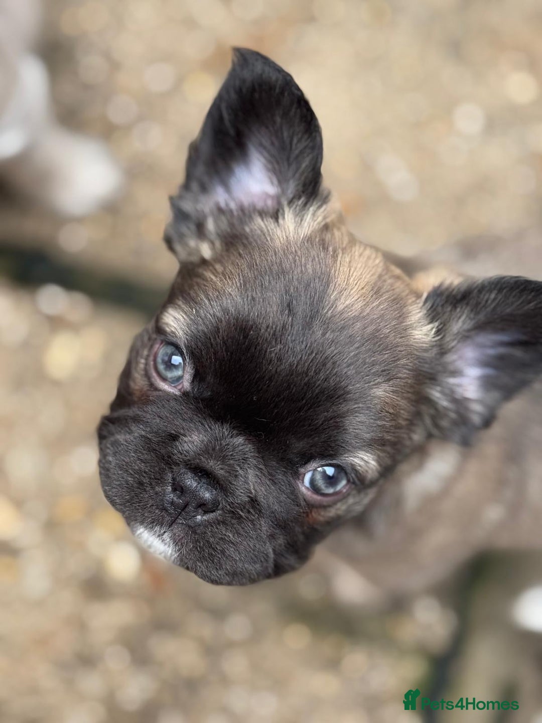 French Bulldog dogs for sale: Fluffy frenchie pups  - Image 2