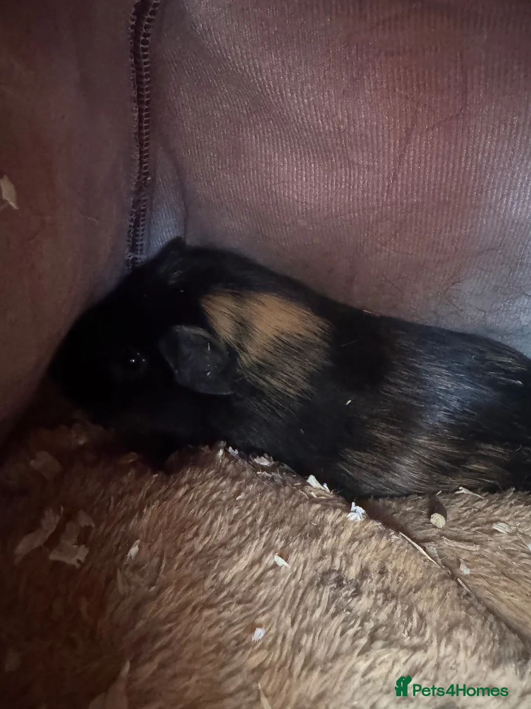 Mixed Breed rodents for sale: 2 boys 2 girls guinea pigs in Scunthorpe - Advert 4